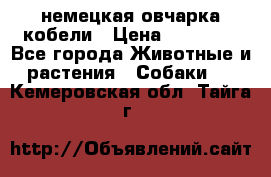 немецкая овчарка кобели › Цена ­ 25 000 - Все города Животные и растения » Собаки   . Кемеровская обл.,Тайга г.